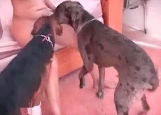Naked brunette fucking a dog