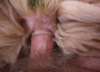 Screwing tight anus of a lovely young doggy