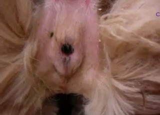 Screwing tight anus of a lovely young doggy