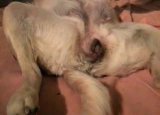 Mutt gets screwed real raunchy