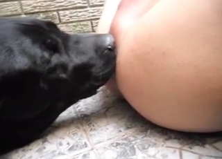 Black dog eating his juicy pink pucker