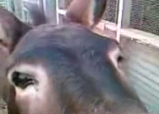 2 young mules fuck in doggystyle