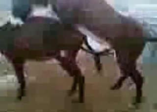 2 young mules fuck in doggystyle