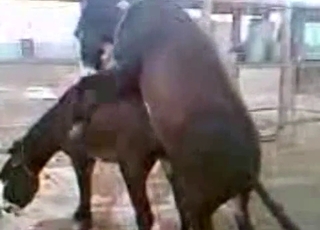 2 young mules fuck in doggystyle