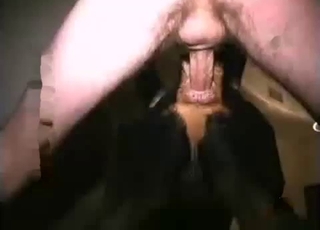 Black dog impaled in ass by zoophile masculine