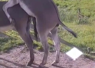Mule bangs his girlfriend in rear end pose