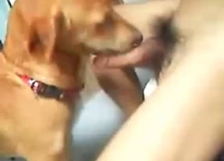 My playful doggy knows how to suck a pecker