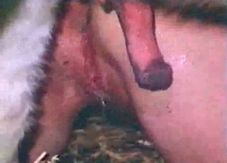 Ultra-kinky dog intercourse action looks great