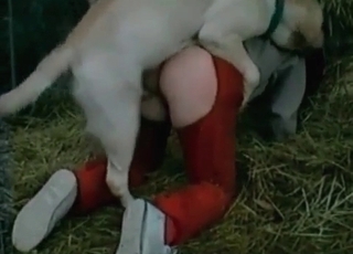 This cockslut wears crimson trousers and gets banged in doggy style
