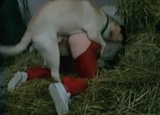This cockslut wears crimson trousers and gets banged in doggy style