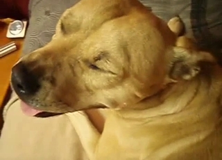 Astounding blowjob from a mutt cocksucker