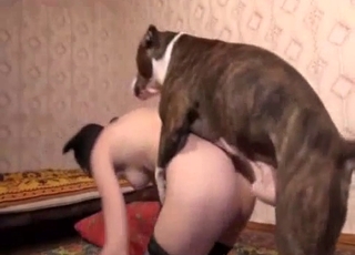 Seductive dog fucking the owner on the floor