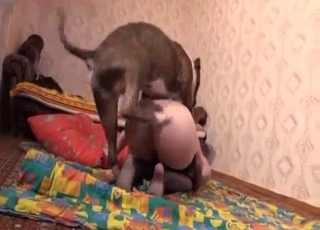Seductive dog fucking the owner on the floor