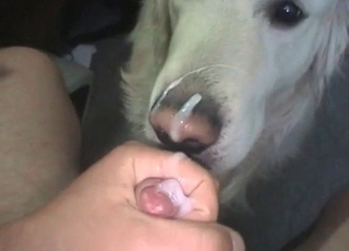 Big dicks are on the menu for this stunning doggo