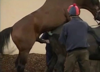 Awesome horses are screwing in doggy style