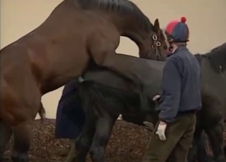 Awesome horses are screwing in doggy style