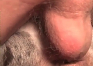 Dude with a big dick gapes a dog