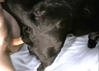 Dark-hued mutt getting gaped from behind