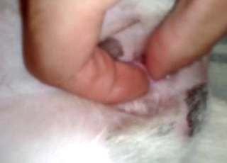Dude with a big dick fucks that dog