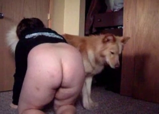 Dog's lovely red cock in the spotlight