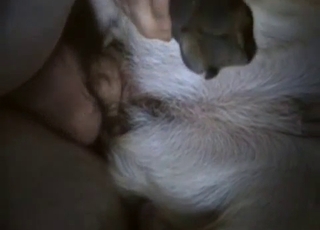 White doggy deserved my massive dick