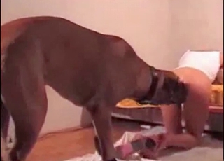 Shake your booty in front a doggy