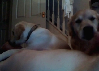 Dog showing its oral job abilities