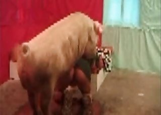 Pig fucks a sexy zoofil in doggy style pose - 수간 개 씨발 