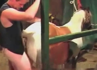 Dude is having doggystyle sex with a farm animal
