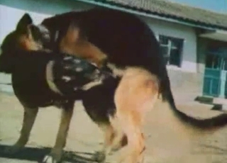 Impressive showcase of sexy dogs
