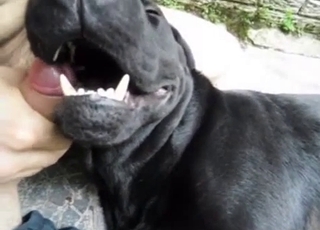 Watch how a sexy doggy is licking a firm boner