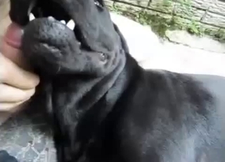 Watch how a sexy doggy is licking a firm boner