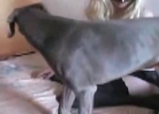 Super-fucking-hot small dog and a slutty zoophile