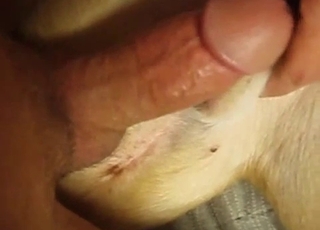 A dude is totally screwing this nice doggo