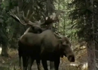 Wild animals are fucking in doggy style