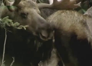 Wild animals are fucking in doggy style