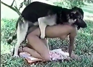 The loose cunny of a slut gets pounded by a doggo