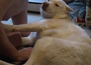 Filthy doggo is left all alone with a nasty zoophile