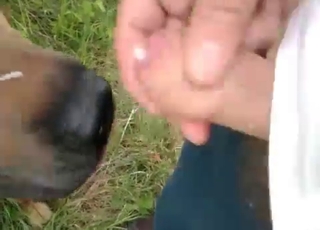 A doggy gets some nice and warm piss in its mouth
