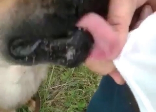 A doggy gets some nice and warm piss in its mouth