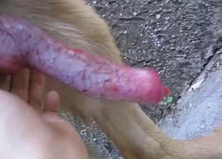 Beautiful doggy dick looks so tasty