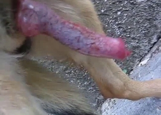 Beautiful doggy dick looks so tasty
