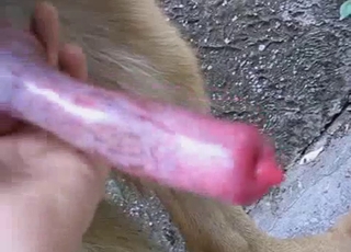 Beautiful doggy dick looks so tasty
