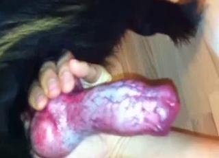 Holding a doggy dick and blowing it