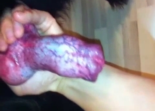 Holding a doggy dick and blowing it