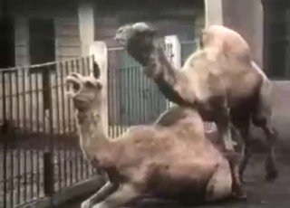 Camels are banging in the doggy style