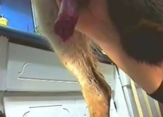 Doggo showing off his impressive cock