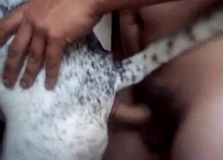 Uber-cute spotted hound nailed in rear end position