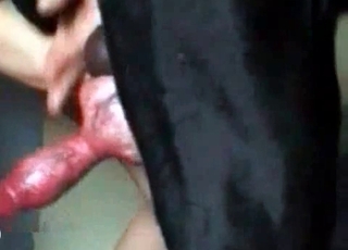 Doberman’s chisel getting pleasured