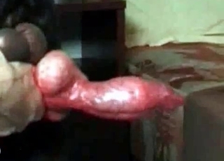 Doberman’s chisel getting pleasured